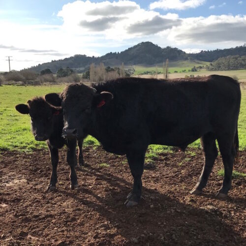 cows 1