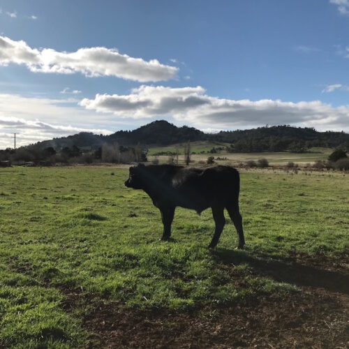cows 2
