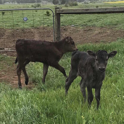 wagyu calves
